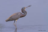 Tri-colored Heron