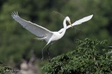 Great Egret