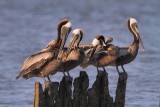 Brown Pelicans