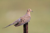 Mourning Dove