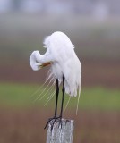 Great Egret