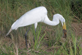 Great Egret