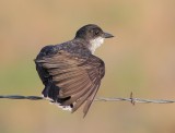 Eastern Kingbird