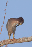 Green Heron