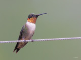 Ruby-throated Humminbird