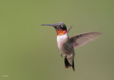 Ruby-throated Humminbird