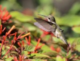 Ruby-throated Hummingbird