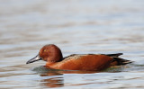 Cinnamon Teal