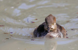 Hooded Merganser