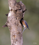 Eastern Bluebird