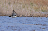 Gadwall