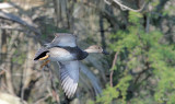 Gadwall