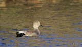 Gadwall