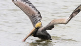 Brown Pelican