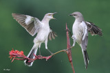 Northern Mockingbird