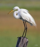 Great Egret