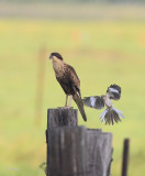 Crested Caracara and Mockingbird