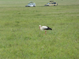 White Stork