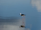 Black-winged Stilt