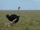 Ostrich and Thomsons Gazelle