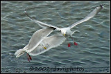 Glaucous-winged and Herring Gulls