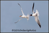 Royal Tern and Laughing Gull (Sterna maxima, Larus atricilla)