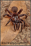 Mygalomorph Spider - Purseweb Spider