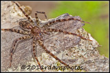 Fishing Spider (Dolomedes tenebrosus)
