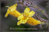 Fernleaf Yellow False Foxglove (Aureolaria pedicularia)