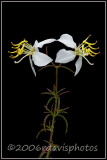 Pale Meadow Beauty (Rhexia mariana)
