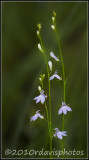 Nuttalls Lobelia (Lobelia nutthallii)