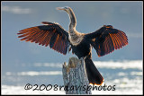 Anhinga (Anhinga anhinga)