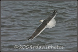 Slaty-backed Gull (Larus schistisagus)