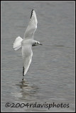 Bonapartes Gull (Larus philadelphia)