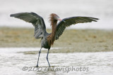 Reddish Egret (Egretta rufesens)