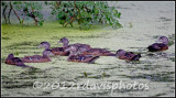 Wood Ducks (Aix sponsa)