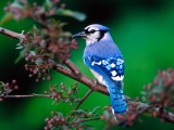 Blue Jay