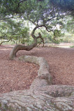 Charleston SC tree