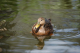Duck in Water
