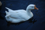 Duck Swimming