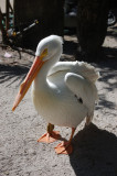 At Flamingo Gardens