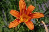 Day Lilly