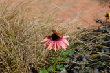Flower in the Rough