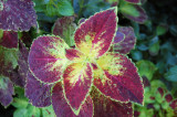 Flower in Atlanta