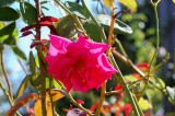 Flower in Atlanta
