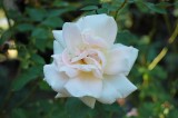 Flower in Atlanta