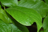 Leaf
