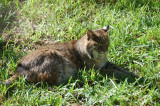 Mountain Cat at Flamingo Gardens