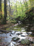 Nature Stream