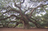 Charleston SC tree